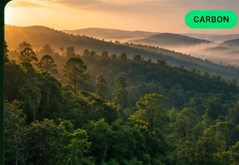Central India Carbon Forest