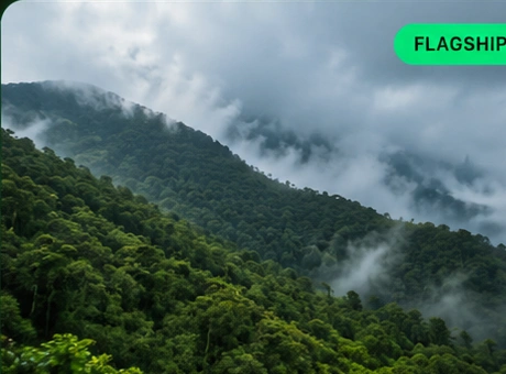 Western Ghats Regeneration